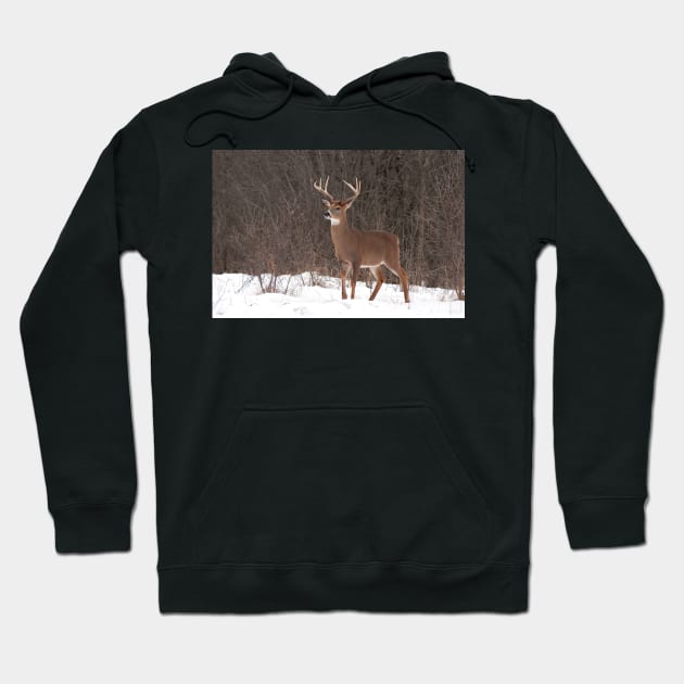 Bambi - White-tailed Buck Hoodie by Jim Cumming